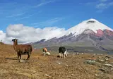 An Exploration of Ecuador foto 4