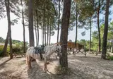 Soustons Village foto 15