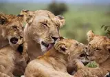 Explore the Great Nature of Kenya foto 5