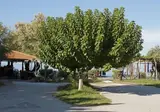 Anetis Beach Hotel foto 21