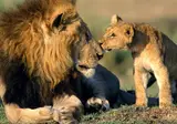 A Wildlife Adventure in Kenya foto 4