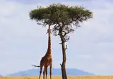 A Wildlife Adventure in Kenya foto 1