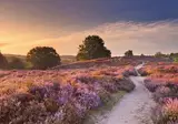 de Bosrand foto 20
