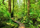 Whales, Bears and Vancouver Island foto 6