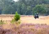 Camping Diever foto 12