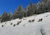 Winterbelevenis Canada op het gemak foto 17