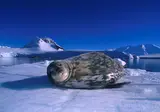 Expeditiecruise Antarctica per m/v Hondius foto 3