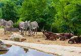 Le Parc De Fierbois foto 25