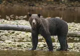 Rocky Mountain Rail Tour and the Inside Passage foto 14
