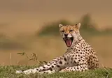 Pragtig Suid-Afrika foto 1