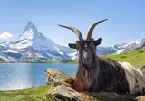 Zwitserse bergtoppen en meren foto 3