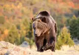 Whales, Bears and Vancouver Island foto 4