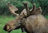 Alaska & Yukon Highlights foto 4