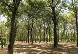 Il Podere Del Germano Reale foto 25