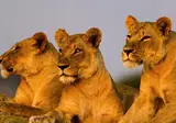 16 daagse singlereis Klassiek Zuid Afrika foto 4