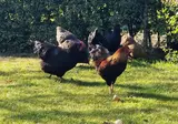 Het Heerengoedt foto 18
