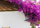 Petunia Ibiza foto 13