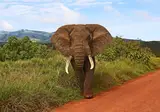 12 daagse safari Noord Tanzania & Zanzibar foto 1