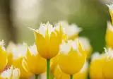 Vodatent Camping de Tulpenweide foto 5