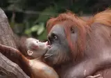 Fascinerend Indonesië foto 6