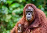 The Ultimate Borneo Experience foto 6