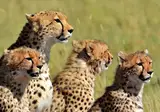 13 daagse safari Tsavo & Taita foto 1