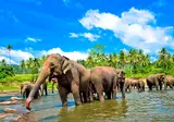 19-daagse rondreis Parels van Sri Lanka foto 1