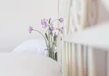 Le Palme foto 20