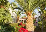 Cretan Garden foto 27