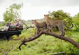 Ontdek het Noorden van Zuid-Afrika incl. Kruger foto 2