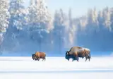 Winterbelevenis Canada op het gemak foto 12