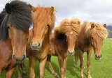 Ontdek IJsland in 11 dagen foto 18