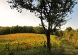 Du Domaine D Anglas foto 7