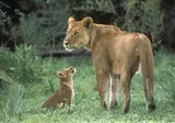 Wonderlik Suid-Afrika foto 4
