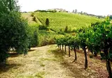 Azienda Agricola Musignano foto 24