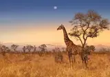 Ultimate Safari Experience - Sefapane Lodge foto 1