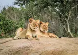 16 daagse singlereis Klassiek Zuid Afrika foto 1