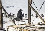 Expeditiecruise Antarctica per m/v Hondius foto 14
