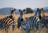 Explore the Great Nature of Tanzania foto 6