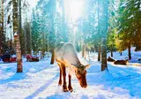 8 daagse excursiereis Ruka Adventure foto 1