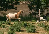 Yelloh Village L Océan Breton foto 24