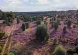 Center Parcs Bispinger Heide foto 5