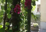 Hotel Gentile foto 9