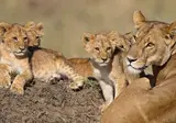 Ultimate Safari Experience - Sefapane Lodge foto 2