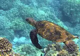 A Hawaiian Island Hopping Adventure foto 3