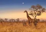 Ultimate Safari Experience - Sefapane Lodge foto 1