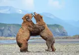 Explore the Wilderness of Alaska & Yukon foto 2
