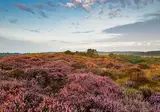 Vakantiepark Schoorlse Duinen foto 15