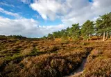 Vakantiepark Schoorlse Duinen foto 13