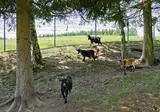 Knaus Campingpark Lackenhäuser foto 16
